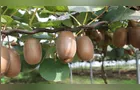 Kiwi paranaense tem valorização de 50% e gera VBP de R$ 20,7 milhões