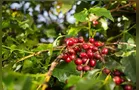Chuvas reforçam expectativa de safra recorde de café