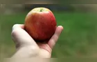 Maçã fica mais barata em todas as Ceasas do país, segundo a Conab