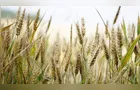 Nova plataforma digital mapeia toda a cadeia produtiva do trigo no País