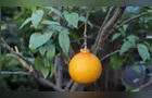 Paraná amplia produção de tangerinas e preço para o consumidor cai