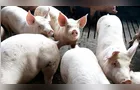 Paraná lidera oferta de carne suína no Brasil pelo 8º ano consecutivo