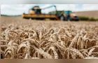Paraná perde liderança nacional na produção de trigo