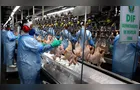 Paraná responde por 42% das exportações de frango no 1º trimestre