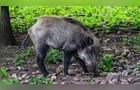 Pesquisa vai dimensionar a presença de javalis no meio rural
