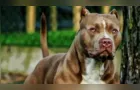 Pitbull solto em Ponta Grossa ataca animais e deixa rastro de sangue na vizinhança