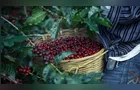 Produção de café no Brasil deve atingir 76 milhões de sacas em 2026