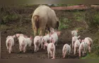 Produção de carne suína no PR salta 57% em uma década e revela ganho de produtividade