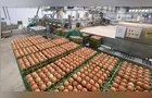 Produção de ovos no Brasil atinge recorde de 62,3 bilhões de unidades