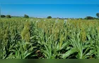 Produção de sorgo no Brasil deve saltar 22% na safra 2025/2026
