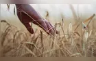 Produção de trigo no Paraná deve recuar 12% em 2026, aponta Deral