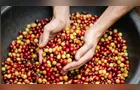 Produtores de café seguram vendas e exportações recuam 7,8% em março