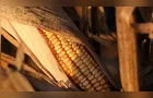 Pulgão-do-milho ameaça lavouras e pode reduzir produção em 60%