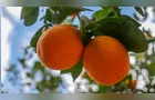 Safra de laranja cresce 26,9%, mas seca e greening impedem alcance da meta inicial