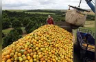 Safra de laranja cresce 26,9%, mas fica abaixo da expectativa