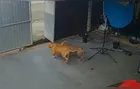 Vídeo mostra pitbull escapando de casa e atacando idoso em rua de Colombo