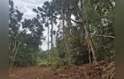 Polícia Ambiental multa em R$ 21 mil proprietário por desmate de araucárias em Irati