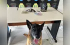 Cão Bolt ajuda PM a encontrar revólver e munições em residência no Neves em PG