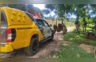 Polícia Militar reforça policiamento rural em Castro e Jaguariaíva durante feriado