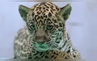 Onça-pintada nascida no BioParque Vale Amazônia ganha o nome de Xingu
