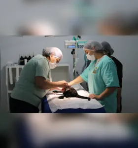 A veterinária realiza uma avaliação completa antes de encaminhá-lo para castração