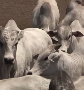 O mercado do boi gordo iniciou o mês com baixa liquidez e sem definição clara de preços