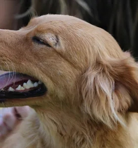 São 304 vagas no total, 152 por dia, distribuídas entre felinos e caninos