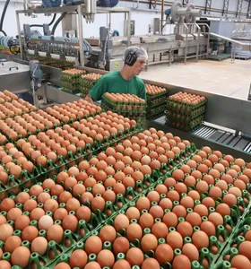 Produção brasileira de ovos foca no mercado interno, mas exportações já alcançam 87 países e indicam potencial de crescimento internacional