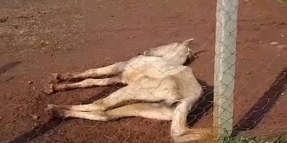 O cavalo estava submetido demonstrava grave omissão de cuidados básicos