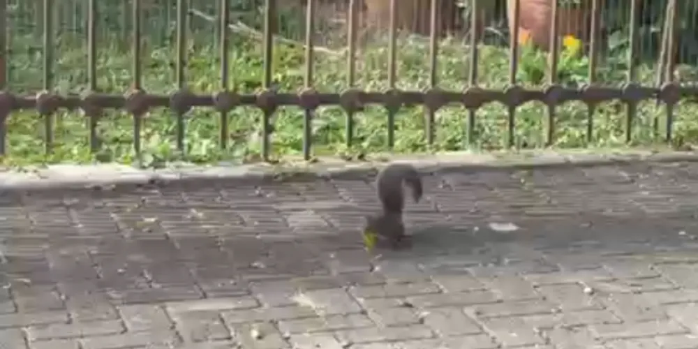 Esquilo é visto passeando pelo Jardim América