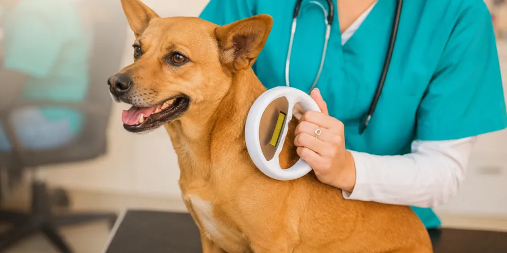 A nova lei propõe que todos os animais passem pelo procedimento da microchipagem como método de identificação permanente
