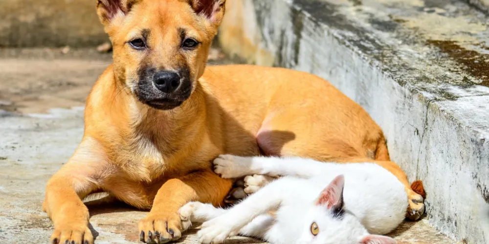 Animais em risco buscam por um lar definitivo