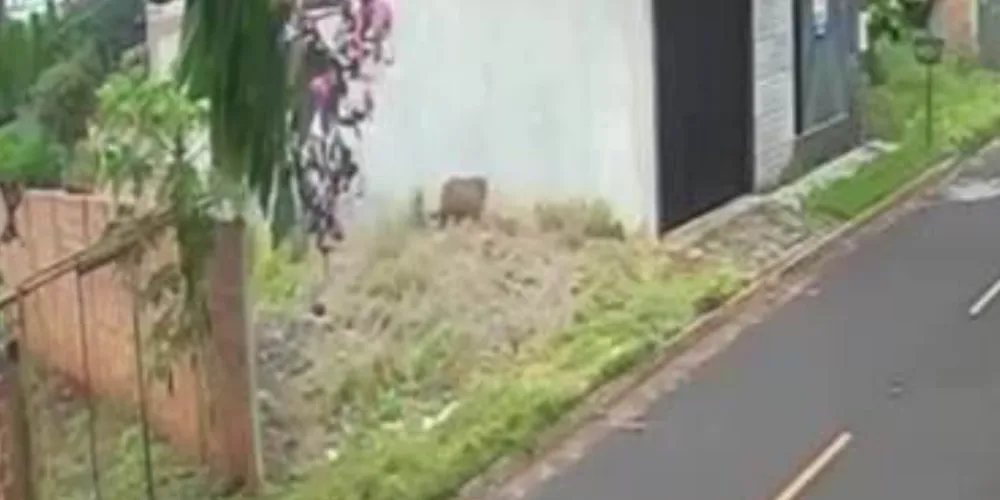 O animal aparece caminhando tranquilamente por uma das ruas do bairro