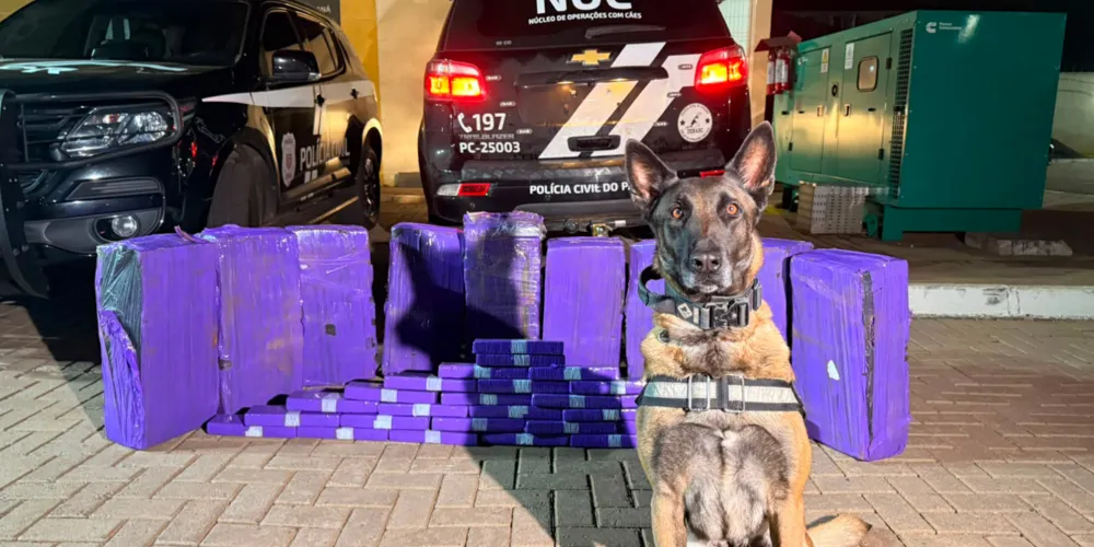 Os policiais civis e a cão de faro Becky identificaram tabletes de maconha no interior do automóvel