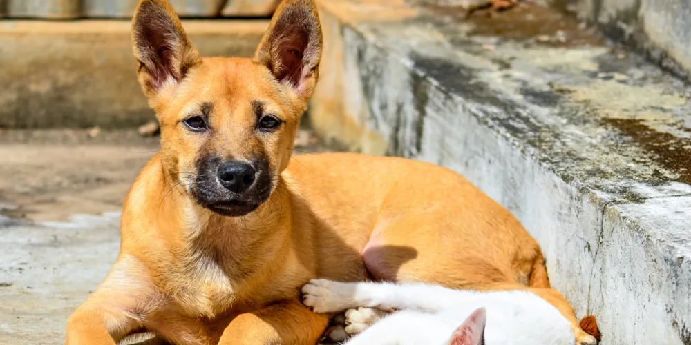 Os animais disponíveis para adoção já estão castrados, vacinados e vermifugados