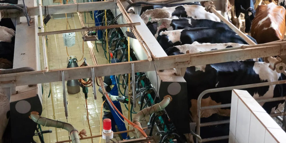 Atualmente, a propriedade produz aproximadamente 17,5 mil litros de leite por dia