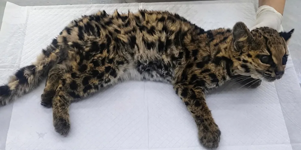 O animal foi encontrado debilitado