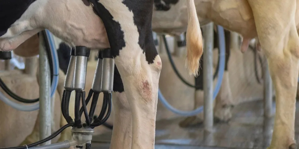 O Paraná produz mais de quatro bilhões de litros de leite por ano