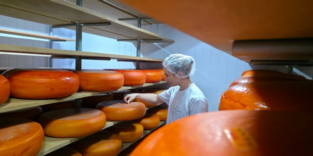 A reportagem acompanha a rotina da Queijaria Dutch Lady, agroindústria localizada em Carambeí e fundada em 2020 por duas irmãs e uma prima durante a pandemia