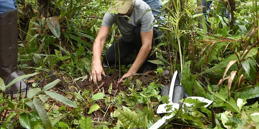 Entre as atividades do previstas para a Semana do Meio Ambiente está o plantio de 5,4 mil mudas de espécies nativas do Paraná