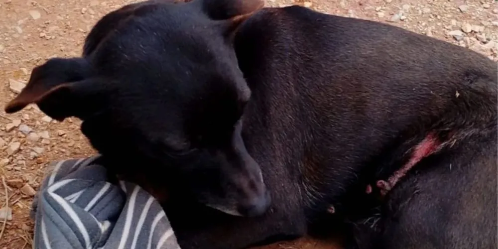 Cachorra encontrada gravemente ferida em Almirante Tamandaré foi socorrida por moradores, mas não resistiu aos ferimentos