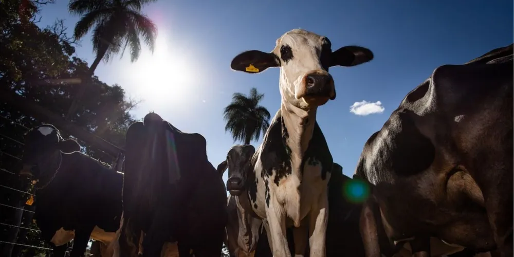 No caso da carne bovina, o bloco europeu aparece entre os maiores destinos das exportações