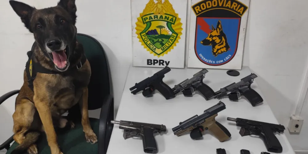 O cão de detecção Máximus indicou as armas na bagagem