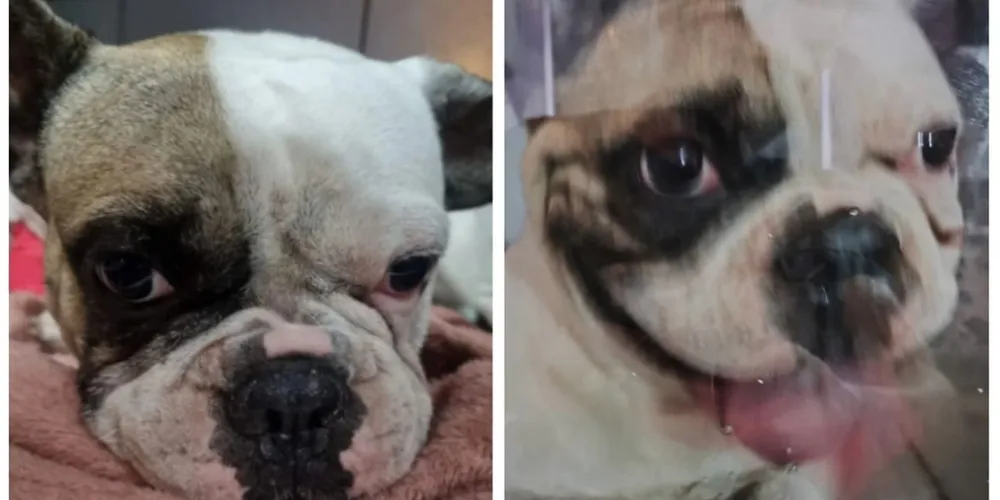 Bulldog francês foi atingido por disparo em BH