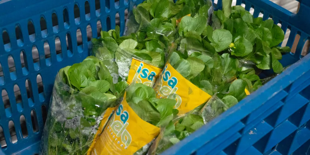 Além das tradicionais alfaces hidropônicas, a empresa cultiva rúcula, salsinha, coentro, cebolinha, salsão, acelga holandesa e realiza testes com morangos, buscando ampliar o portfólio