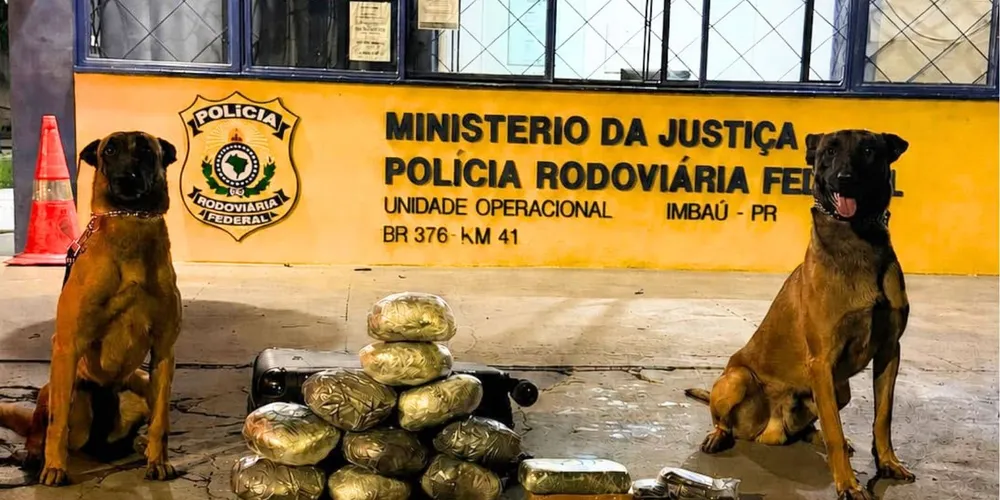 Cão Logan encontra mais de 8 kg de drogas em ônibus Caetano Mendes
