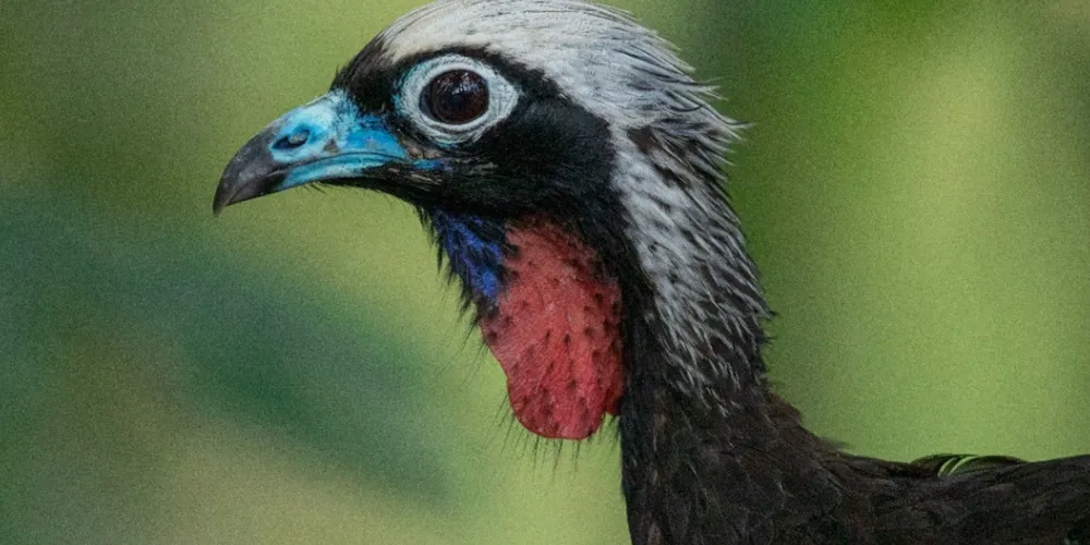 Jacutinga
