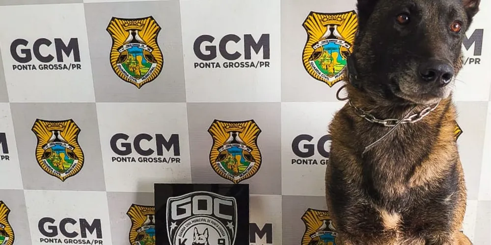 Cão Bolt