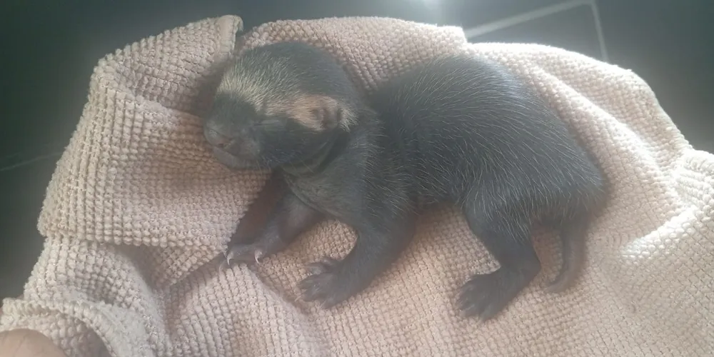 Filhote de furão resgatado