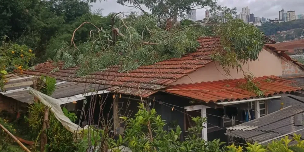 A árvore caiu em cima da casa